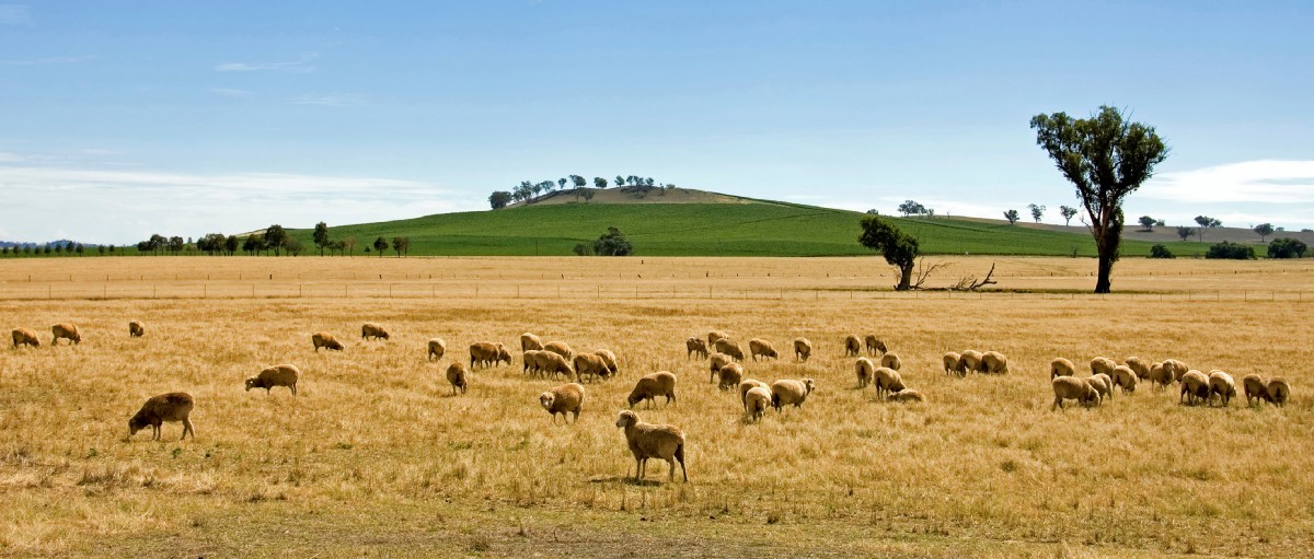 Station (Australian agriculture)
